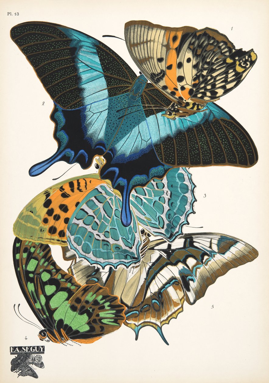 Tavola 13 da Papillons, pub. 1925 da Émile Allain Séguy
