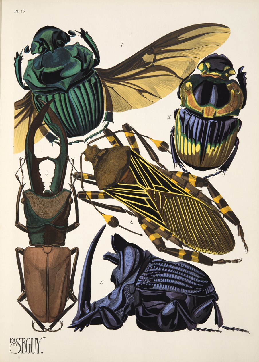 Tavola 15 da Insectes, pub. anni 