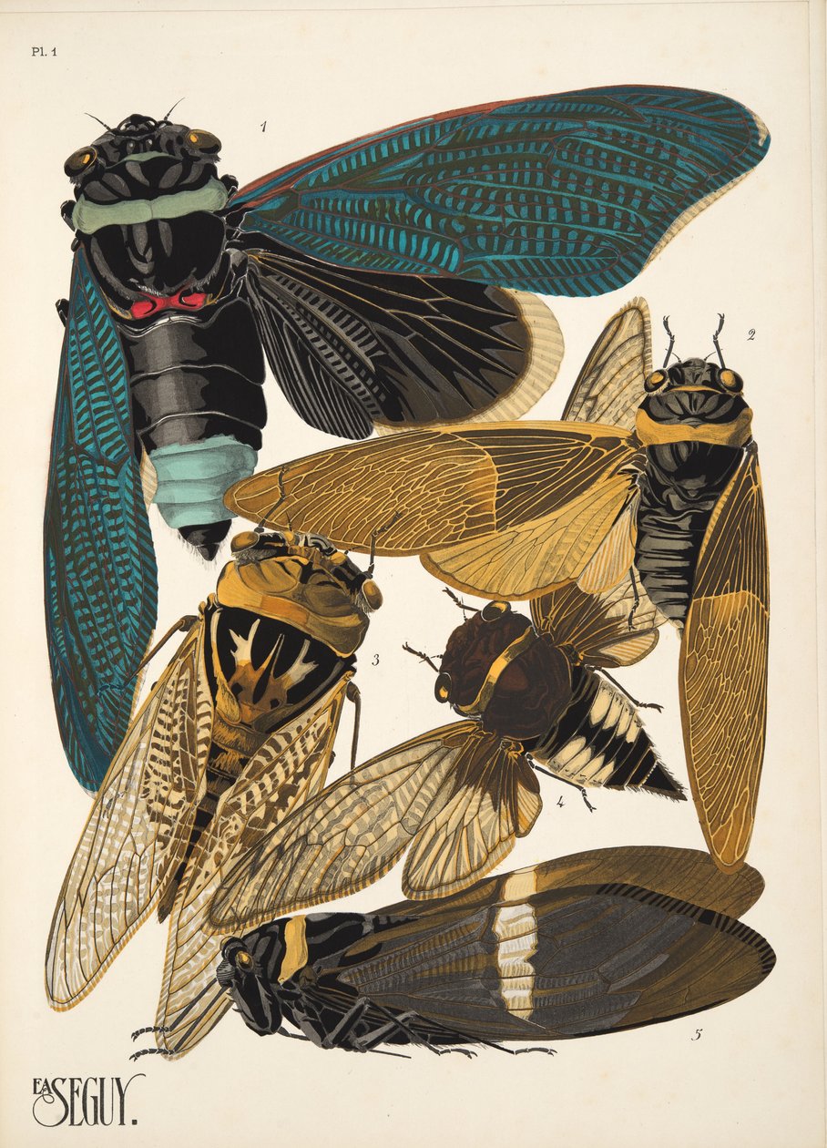 Tavola 1 da Insectes, pub. anni 