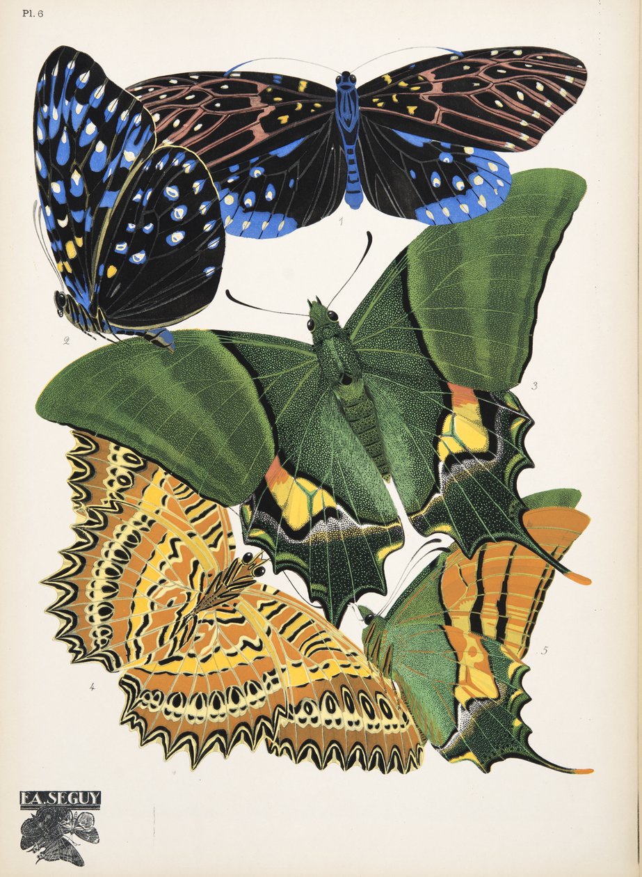 Plate 6 da Papillons, pub. 1925 da Émile Allain Séguy