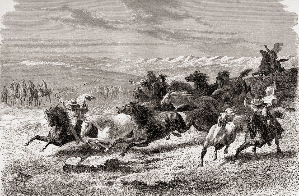 Gauchos argentini che radunano cavalli selvaggi, illustrazione da 