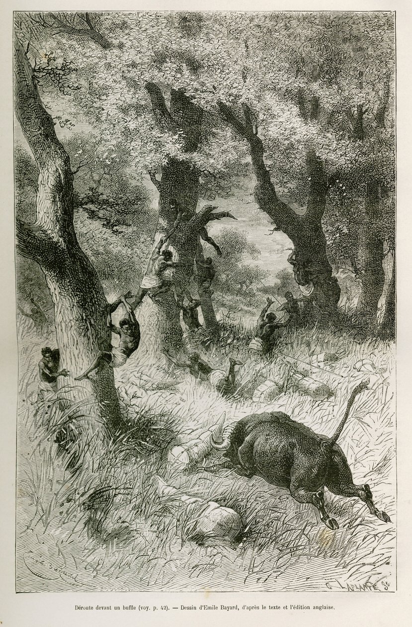 Sconfitta della spedizione davanti alla carica di un bufalo, disegno di Emile Bayard, per illustrare la storia: Attraverso l