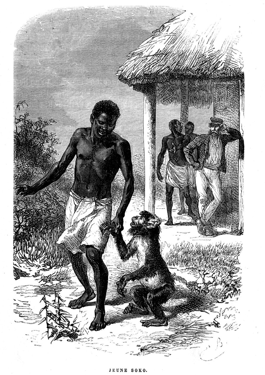 Giovane scimmia Soko in Africa. Incisione di Emile Bayard (1837-1891) che illustra le ultime storie dell