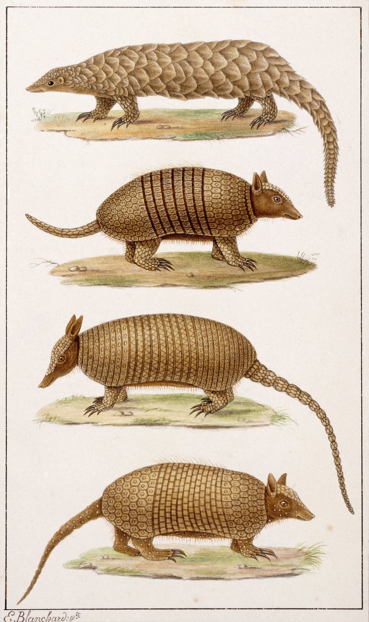 Un formichiere gigante e tre tipi di armadillo da Emile Theophile Blanchard