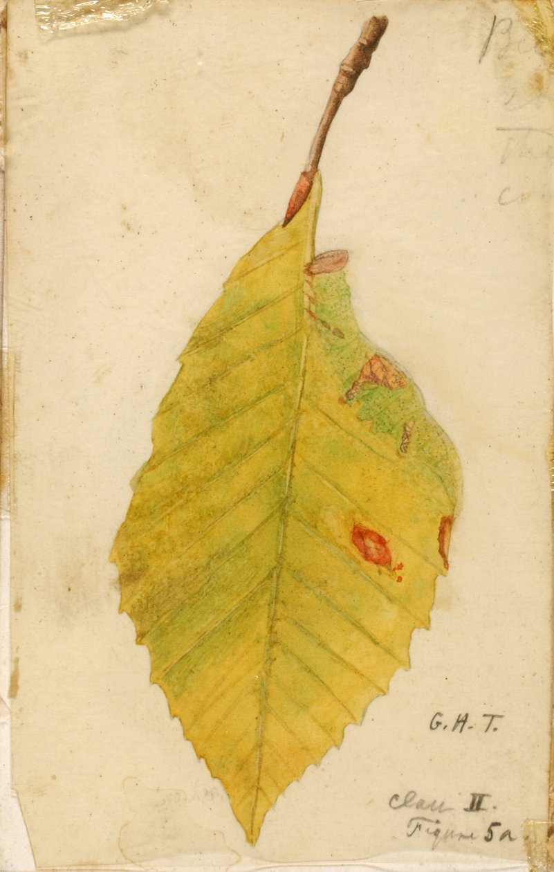 Bordo della foglia accartocciato e avvizzito che imita il bruco, studio per il libro "Concealing Coloration in the Animal Kingdom". da Emma Beach Thayer
