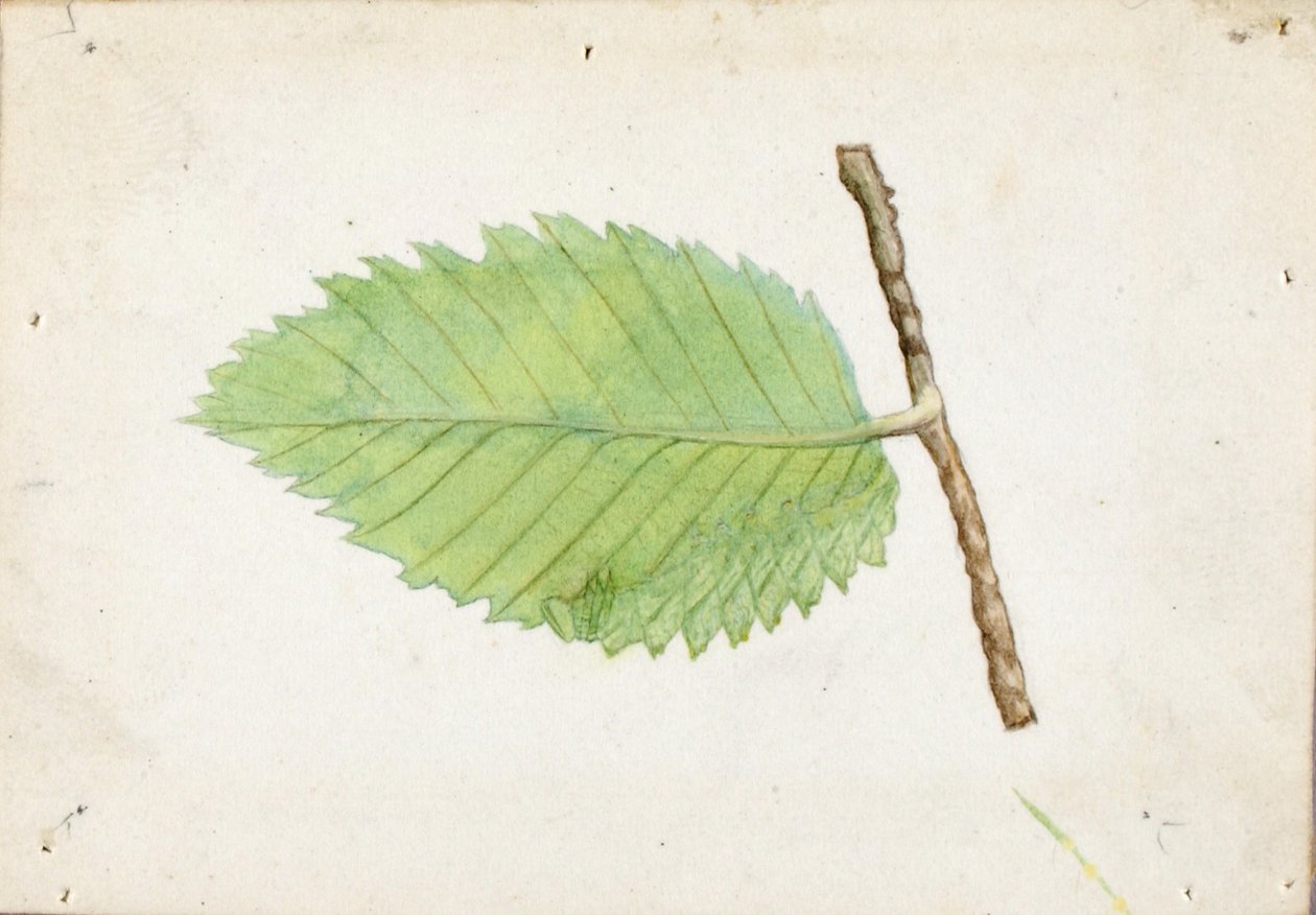 Bruco dal bordo frastagliato, studio per il libro "La colorazione nascosta nel regno animale". da Emma Beach Thayer