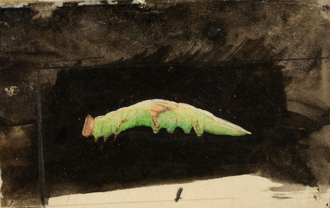 Bruco più grande di Beach Leaf Edge, studio per il libro "Concealing Coloration in the Animal Kingdom". da Emma Beach Thayer