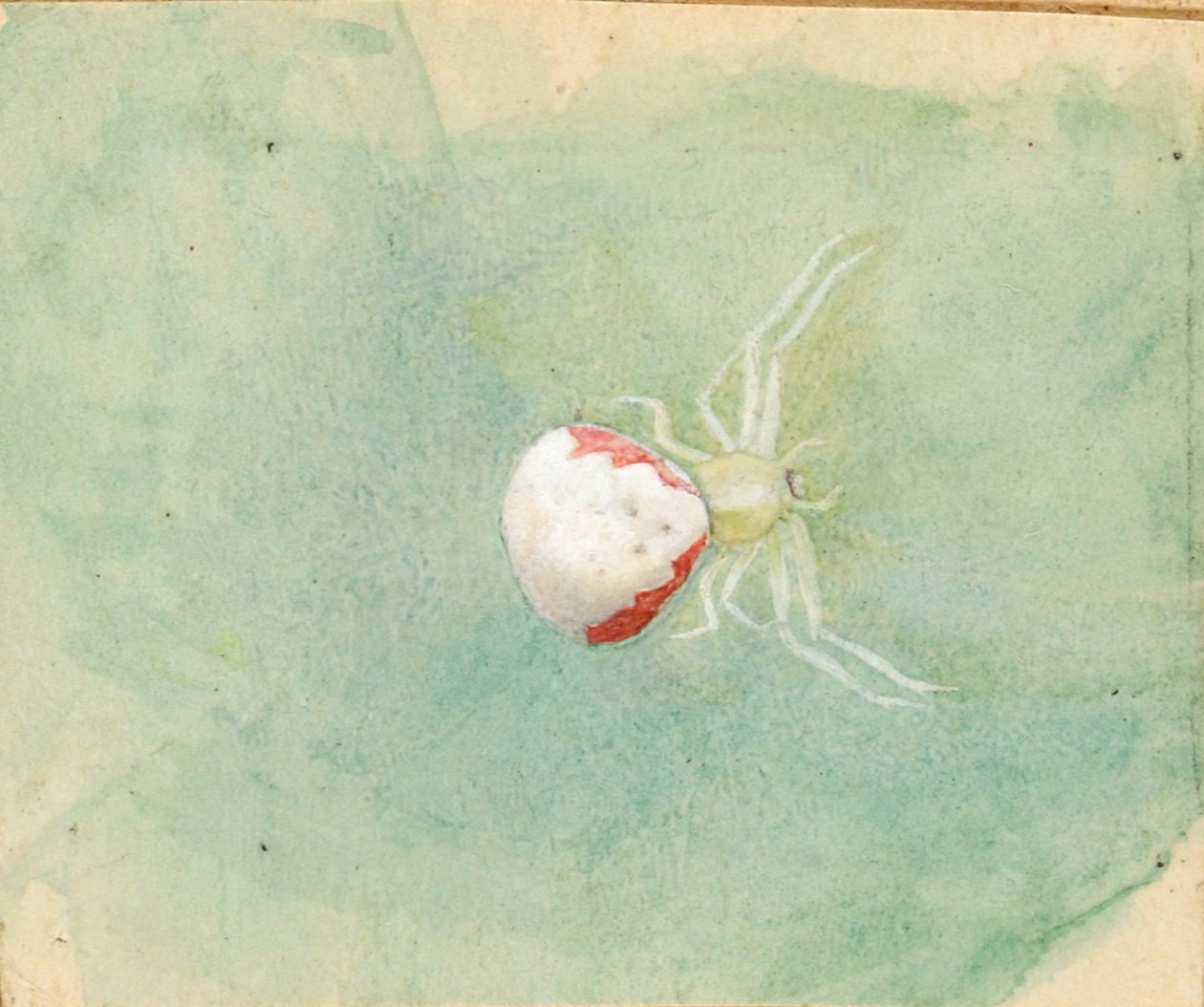 Ragno bianco porcellana da Emma Beach Thayer