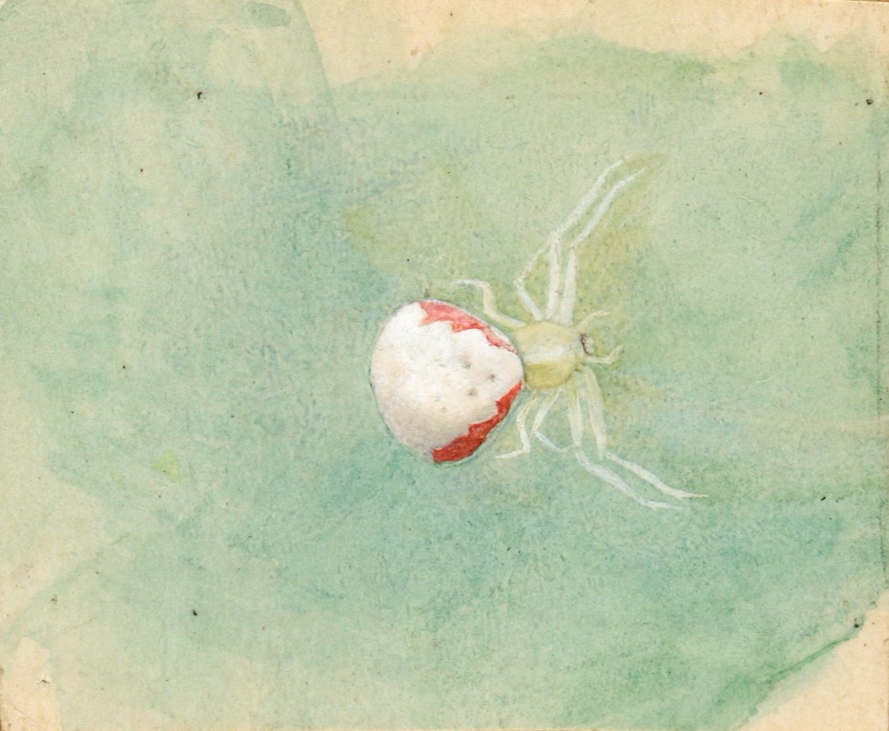 Ragno bianco porcellana, fine XIX-inizio XX secolo da Emma Beach Thayer