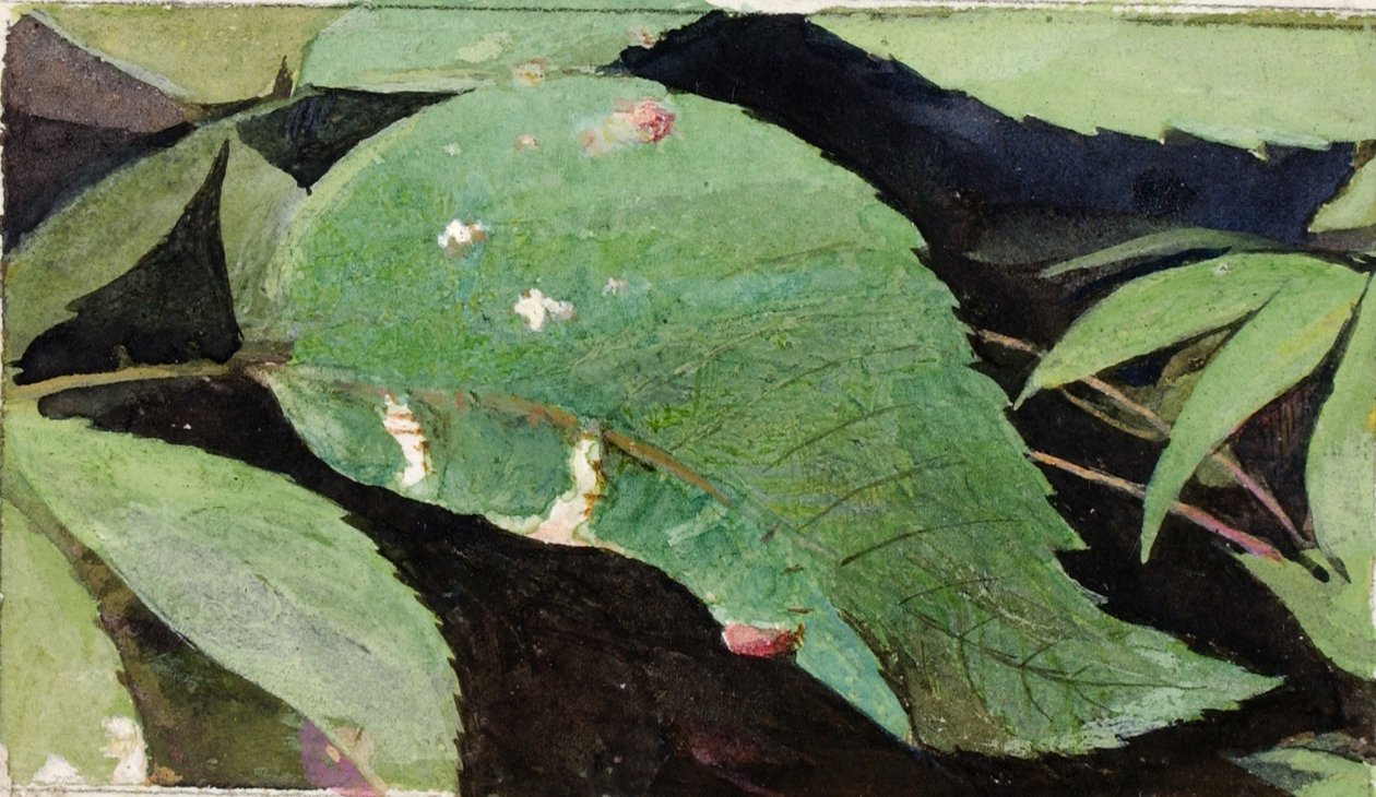 Bruco del bordo della foglia di betulla bianca, studio per il libro "Concealing Coloration in the Animal Kingdom". da Emma Beach Thayer