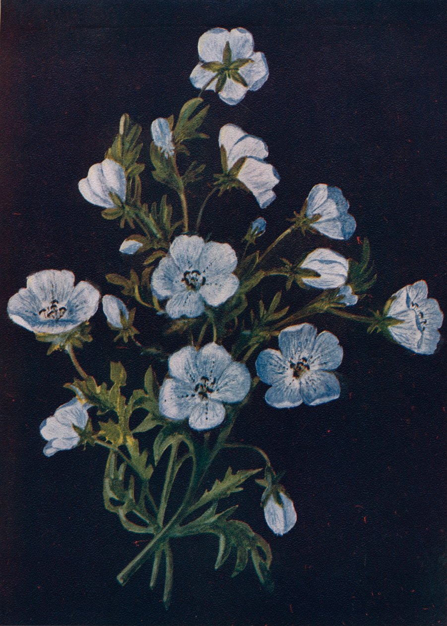 Occhi azzurri, c1915 da Emma Graham Clock
