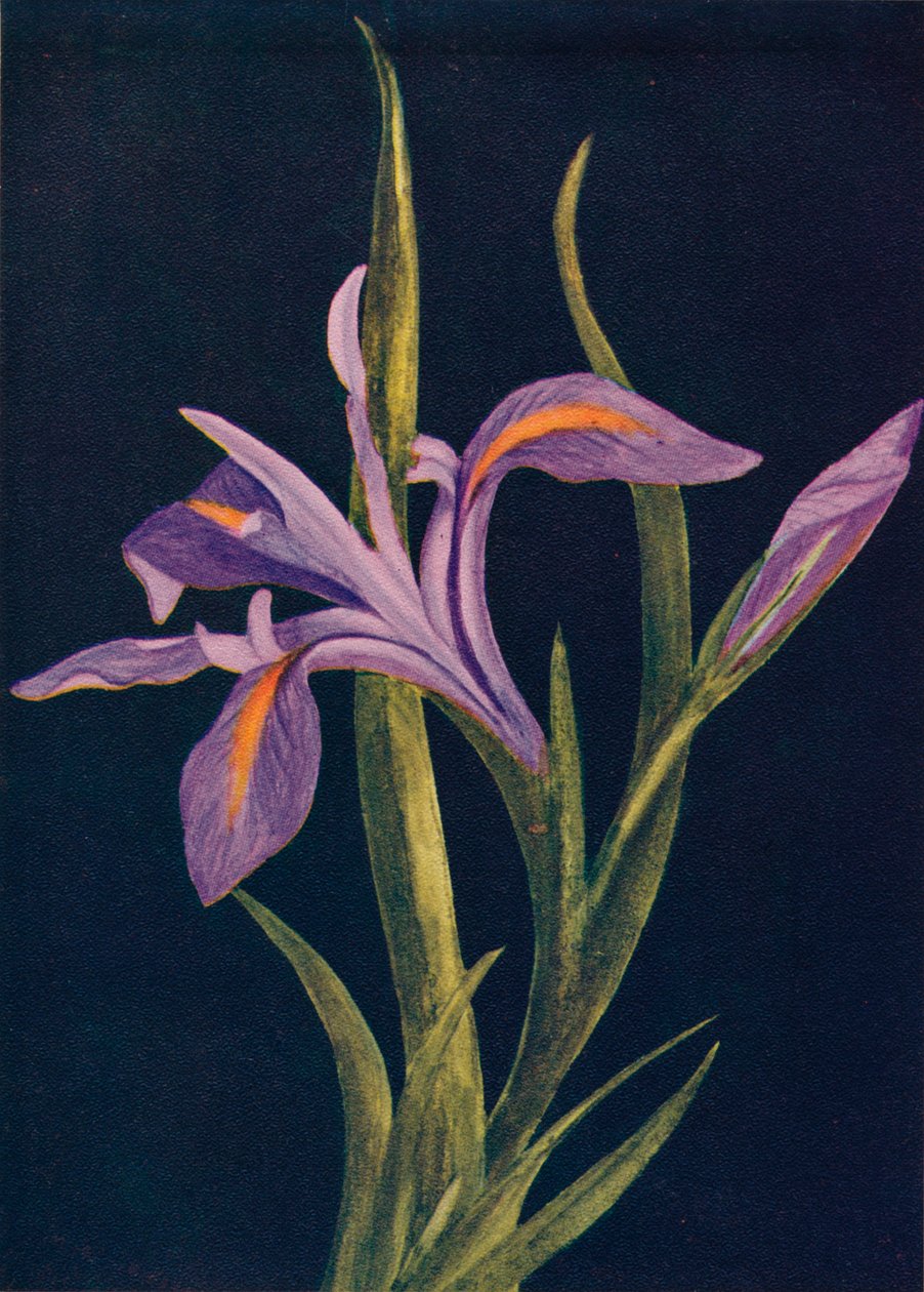 Iris a terra, c. 1915 da Emma Graham Clock