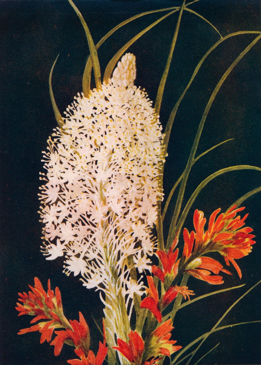 Squaw Grass e Scarlet Paint Brush, c1915, 1915 da Emma Graham Clock