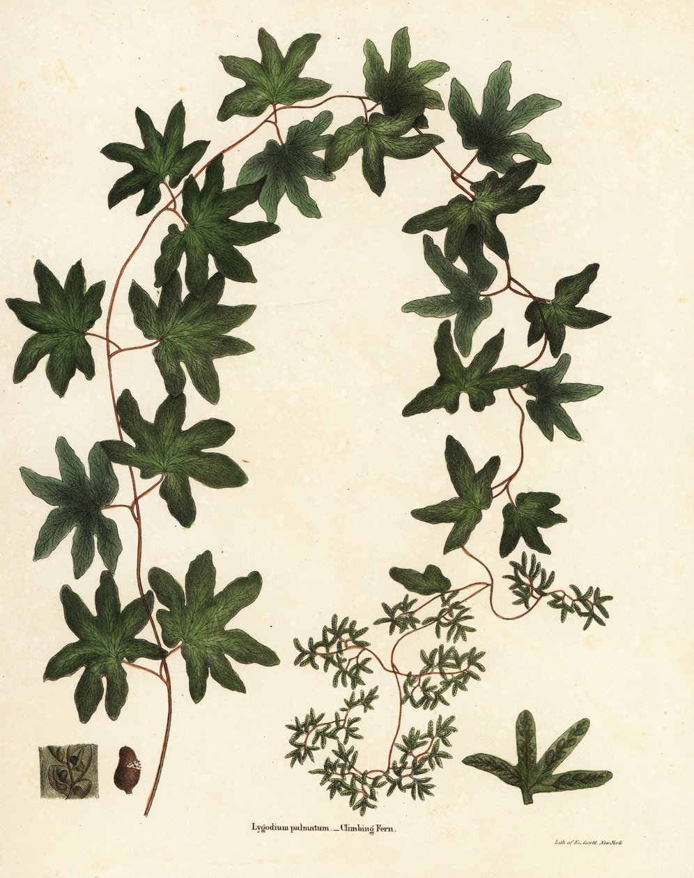 Felce rampicante americana, Lygodium palmatum da Endicott Endicott