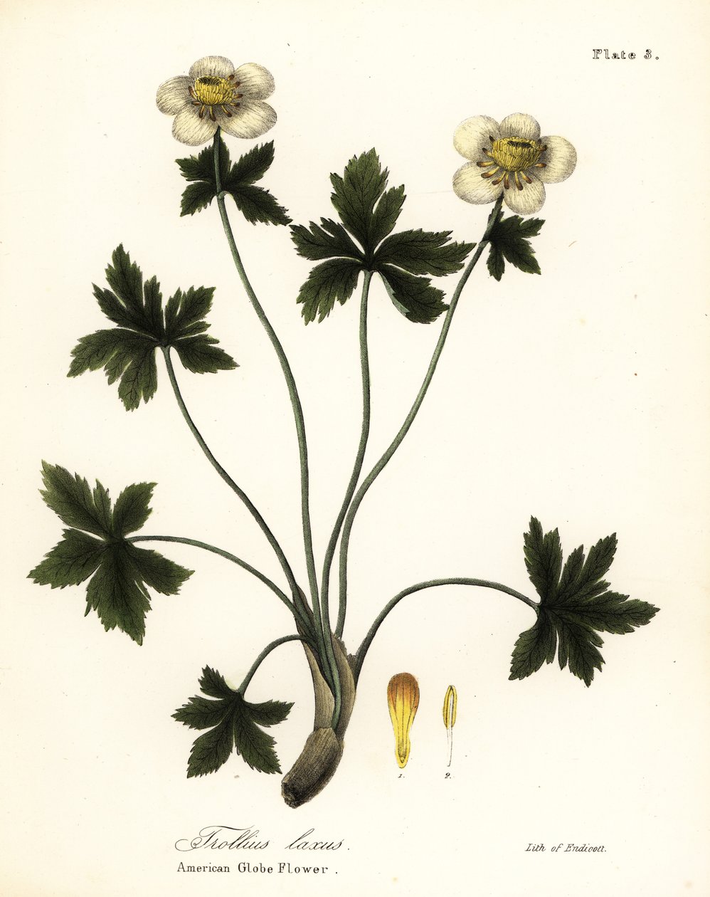 Fiore a globo americano, Trollius laxus da Endicott Endicott