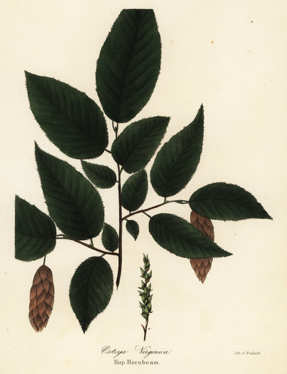 Carpino americano, Ostrya virginiana da Endicott Endicott