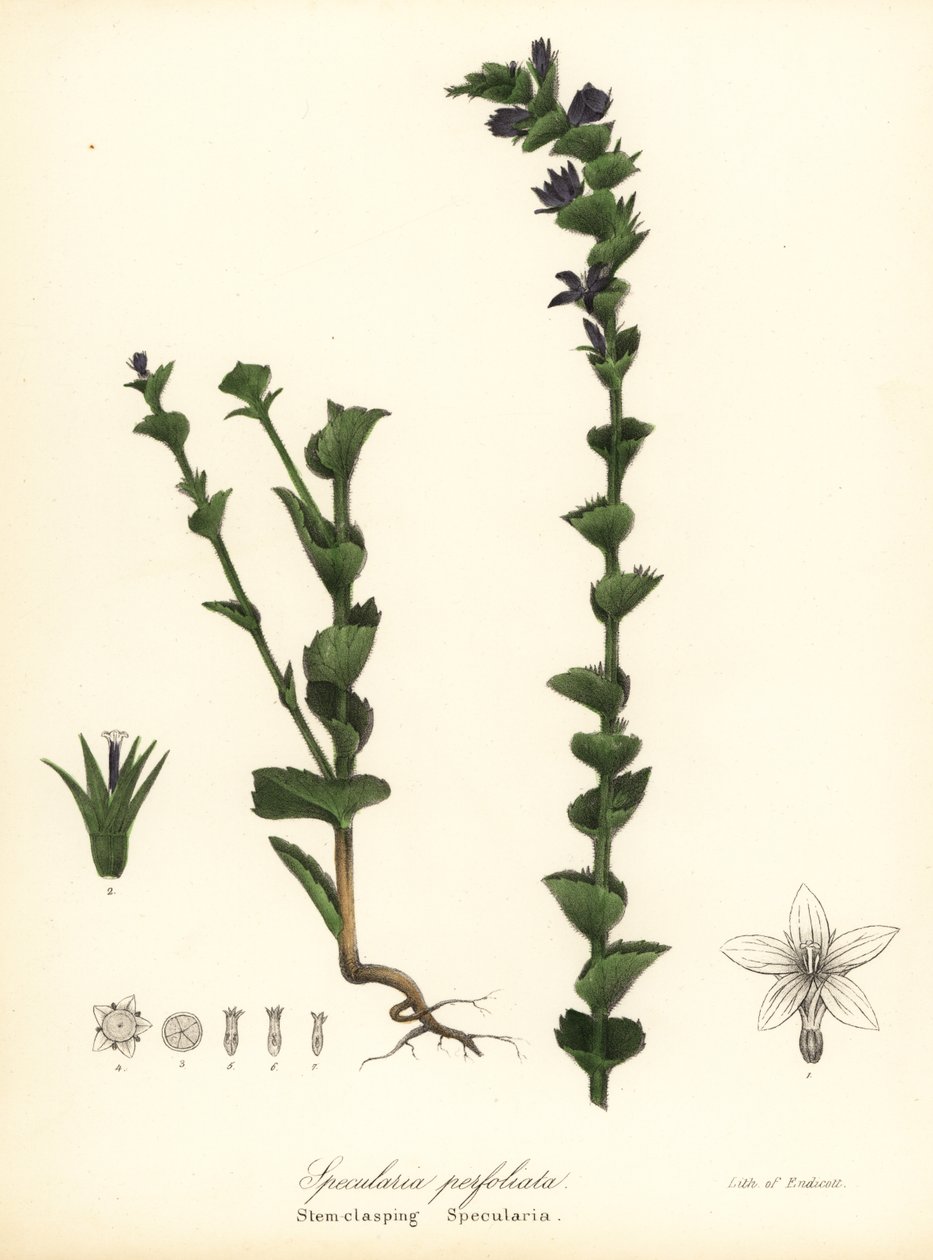 Specchio di Venere abbracciante, Triodanis perfoliata da Endicott Endicott