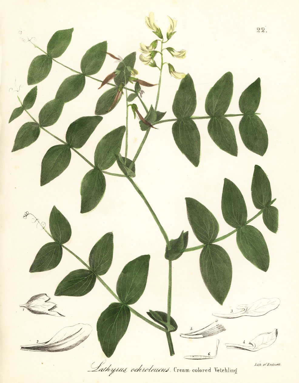 Veccia color crema, Lathyrus ochroleucus da Endicott Endicott
