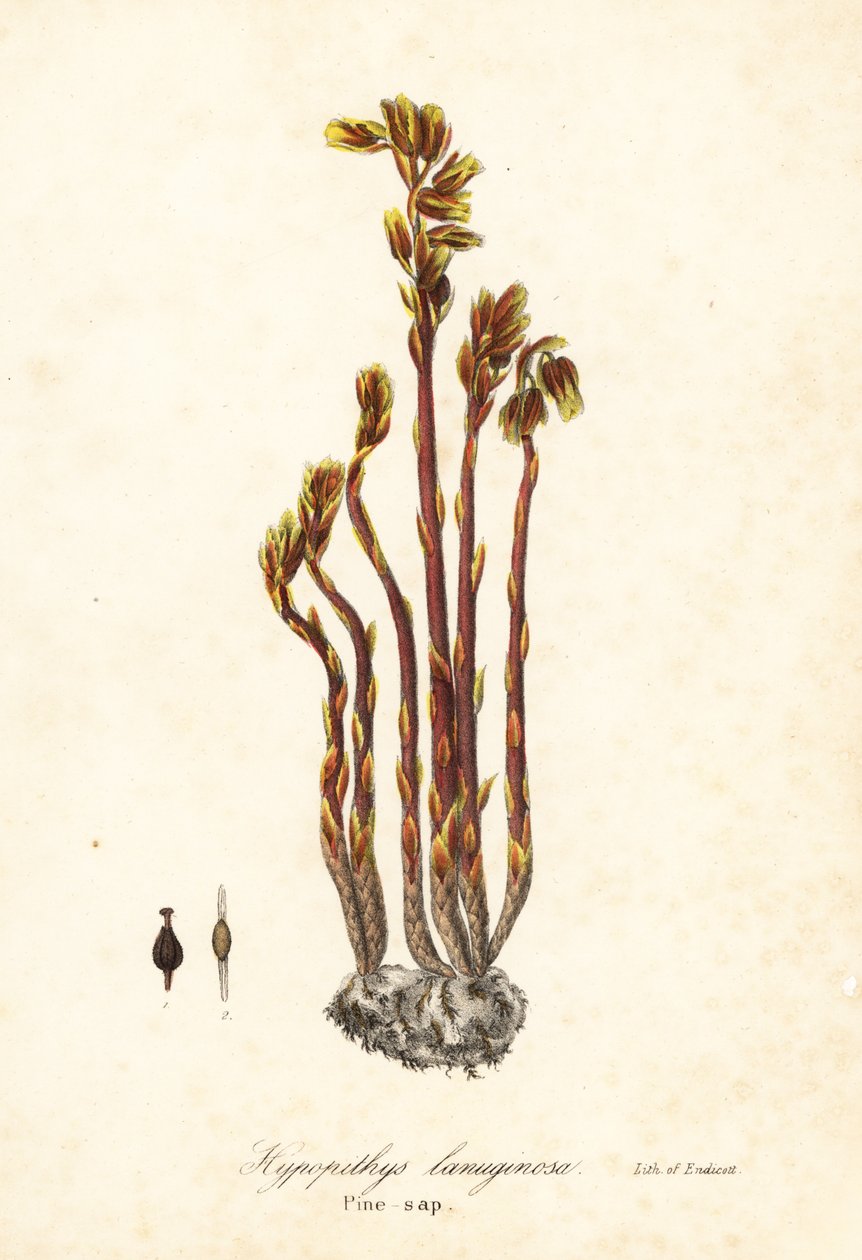 Aristolochia, Monotropa hypopitys da Endicott Endicott