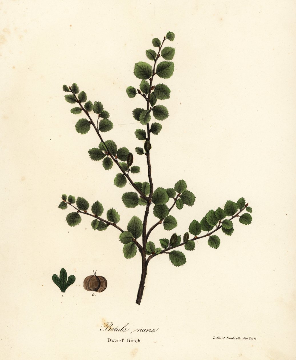 Betulla nana da Endicott Endicott
