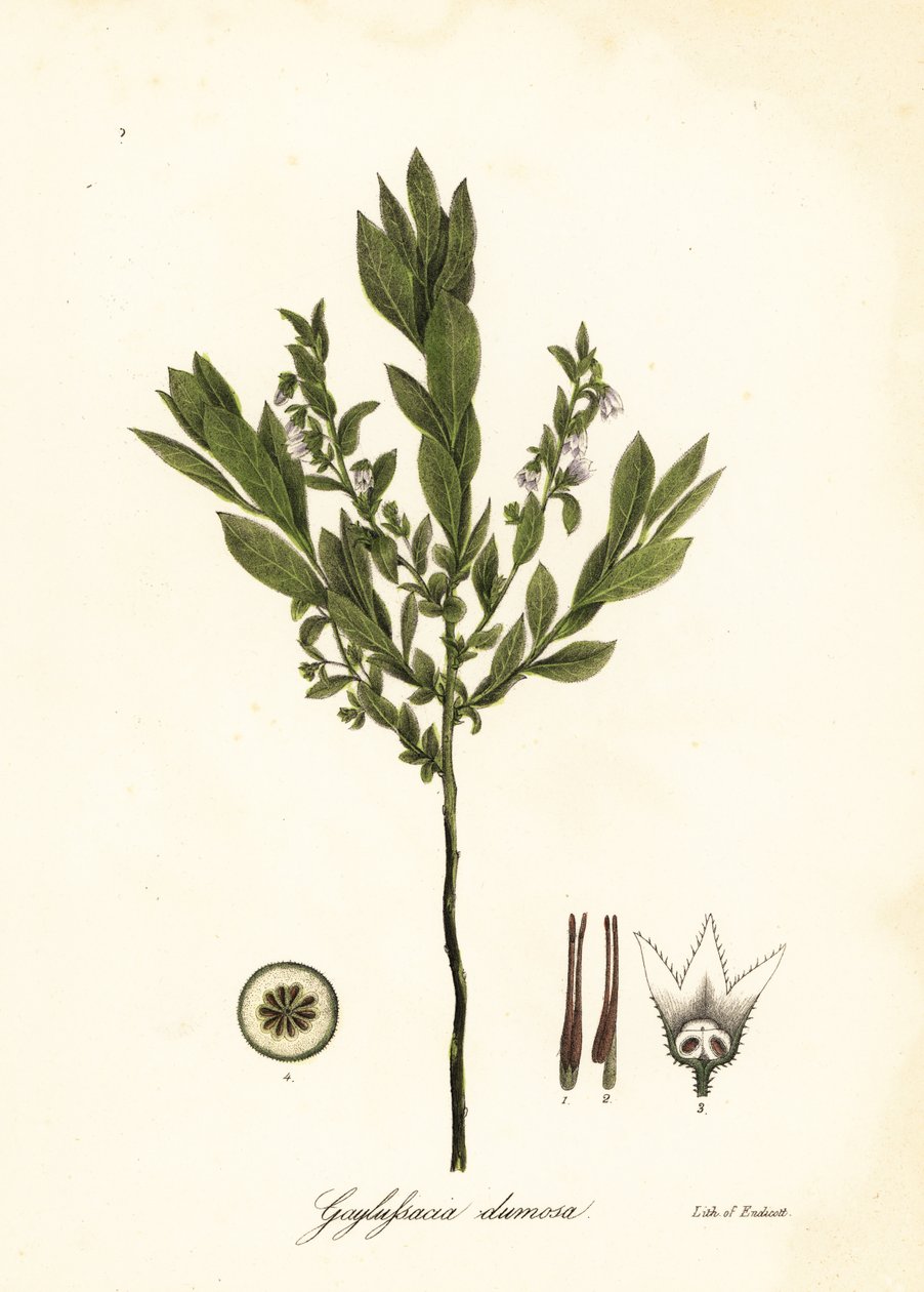 Mirtillo nano, Gaylussacia dumosa da Endicott Endicott
