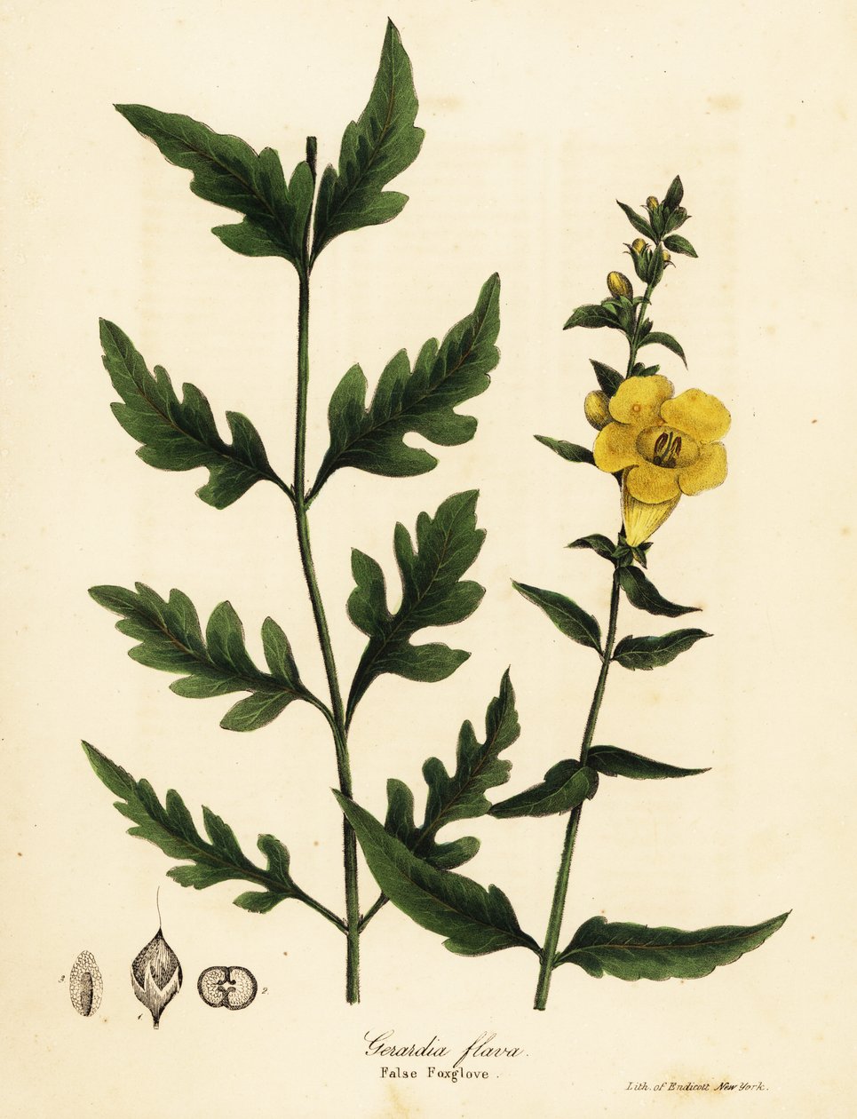 Falsa digitale, Aureolaria flava da Endicott Endicott