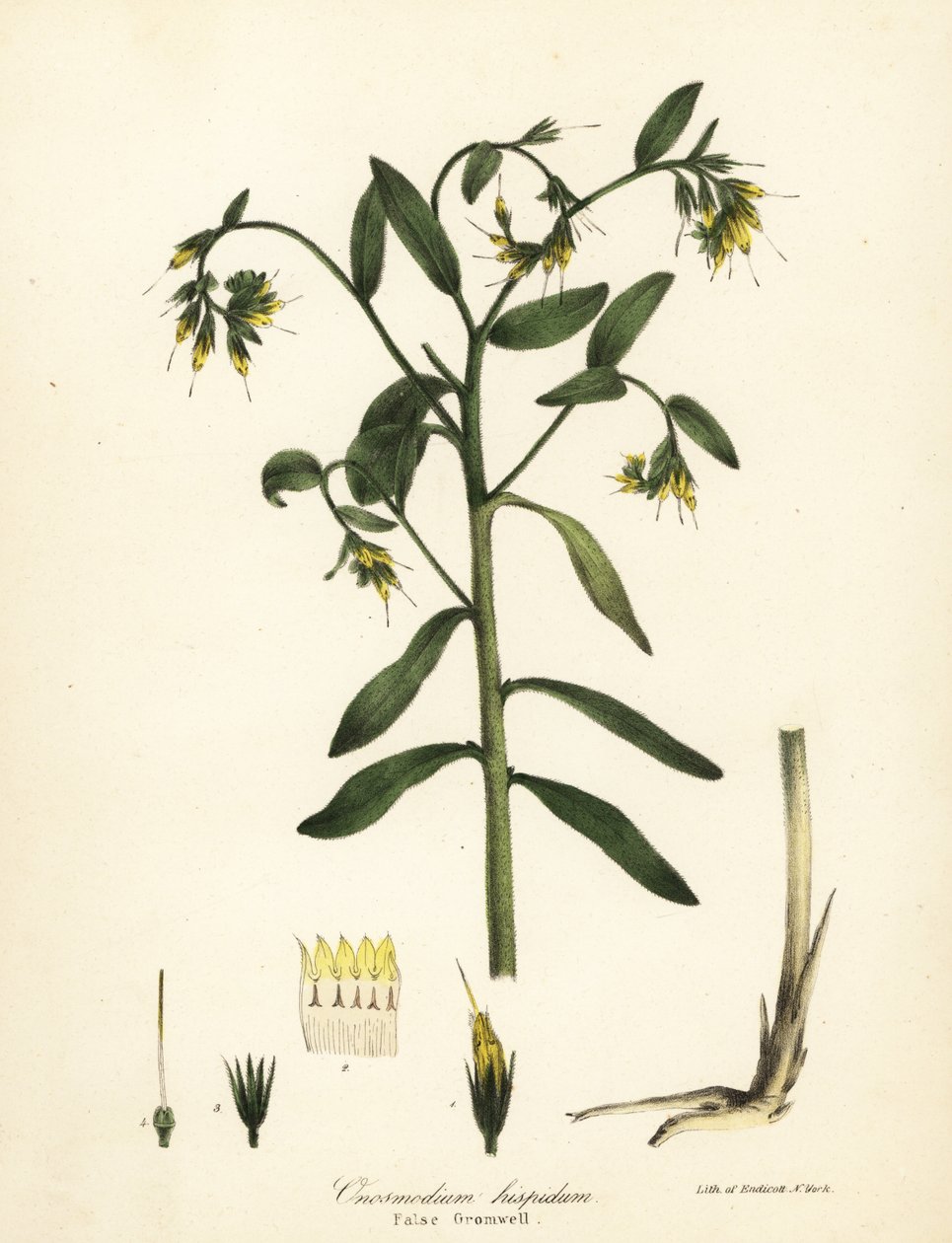 Falso gromwell, Onosmodium hispidum da Endicott Endicott