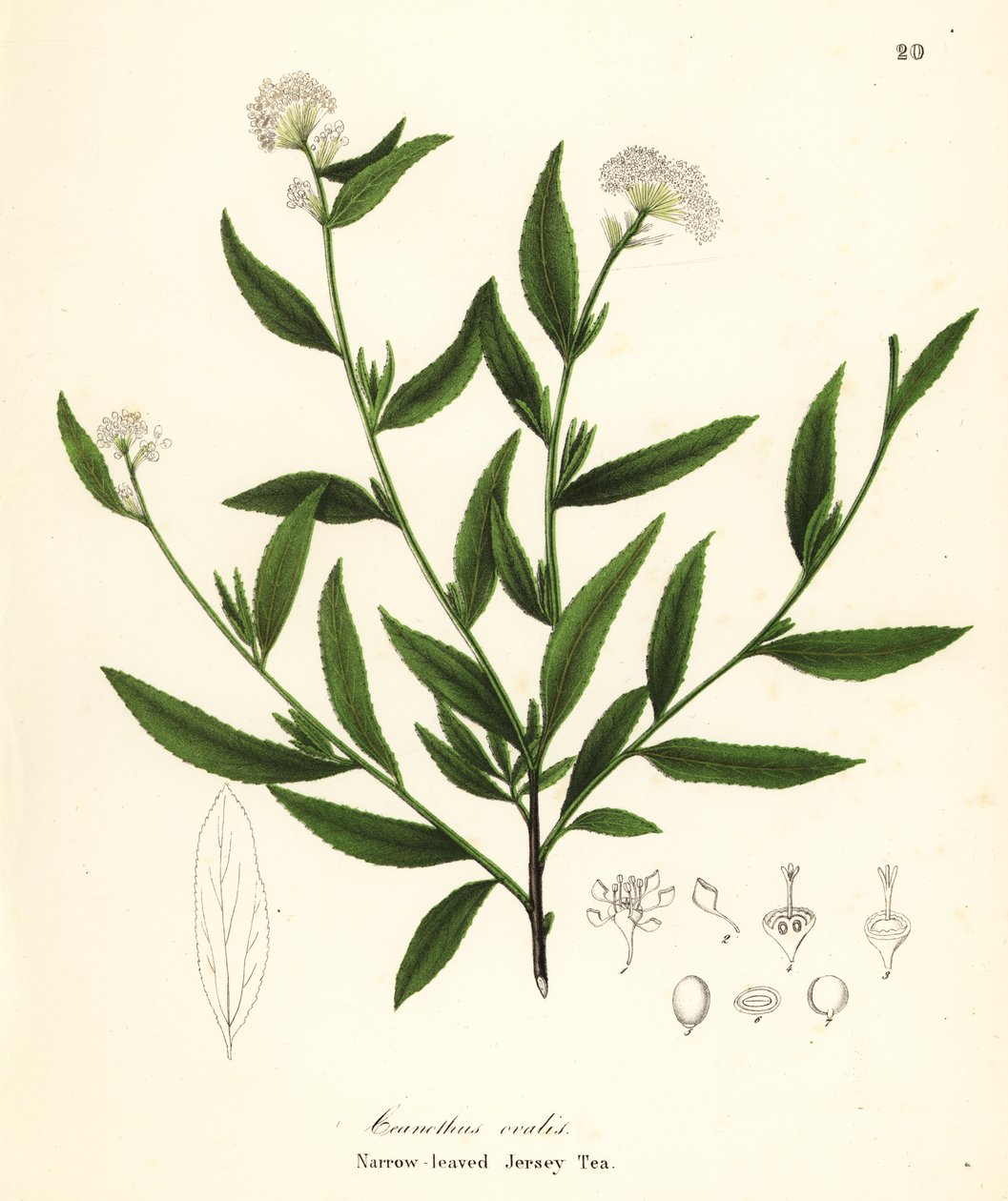 Tè di Jersey, Ceanothus herbaceus da Endicott Endicott
