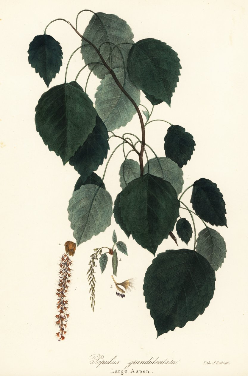 Pioppo tremulo grande, Populus grandidentata da Endicott Endicott