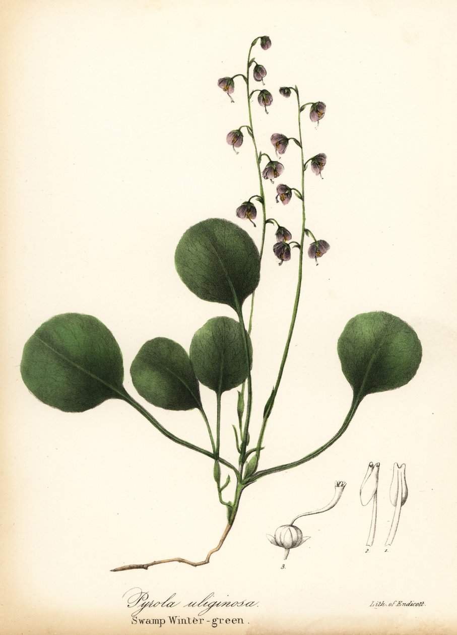 Pirola, Pyrola asarifolia da Endicott Endicott