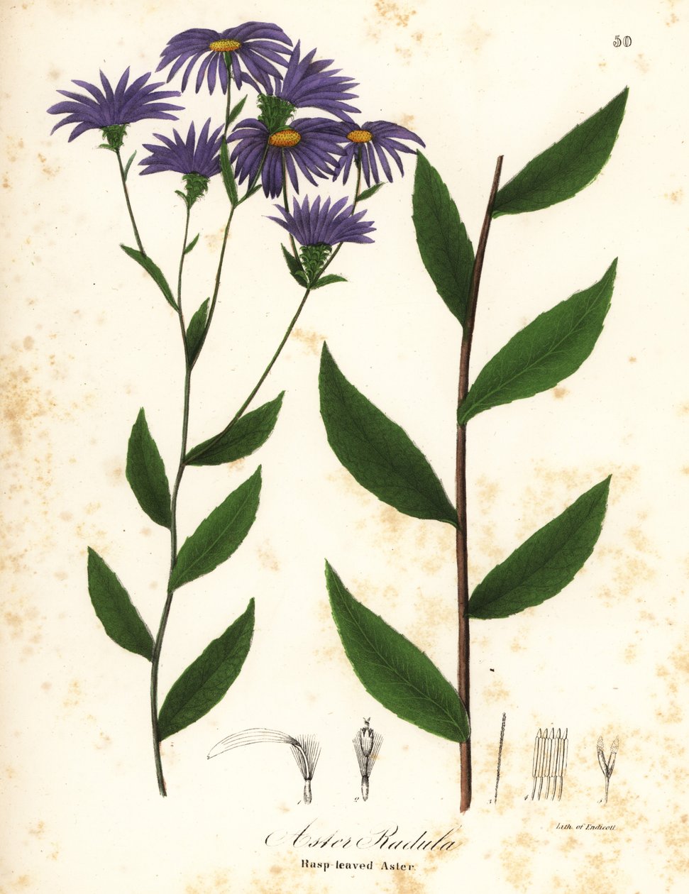 Aster ruvido o aster di legno ruvido, Eurybia radula da Endicott Endicott