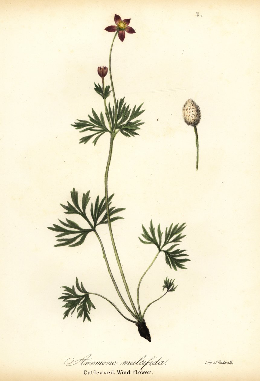Anemone del Pacifico o anemone a foglie tagliate, Anemone multifida da Endicott Endicott