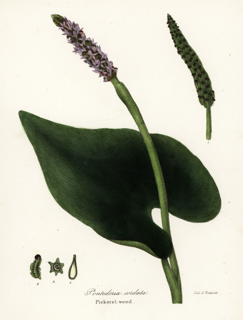 Erba pesce, Pontederia cordata da Endicott Endicott