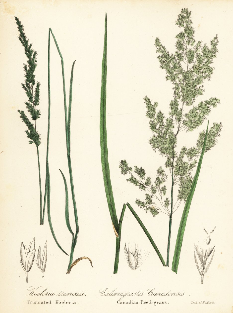 Sphenopholis obtusata e Calamagrostis canadensis da Endicott Endicott