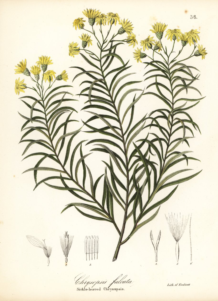 Pityopsis falcata da Endicott Endicott