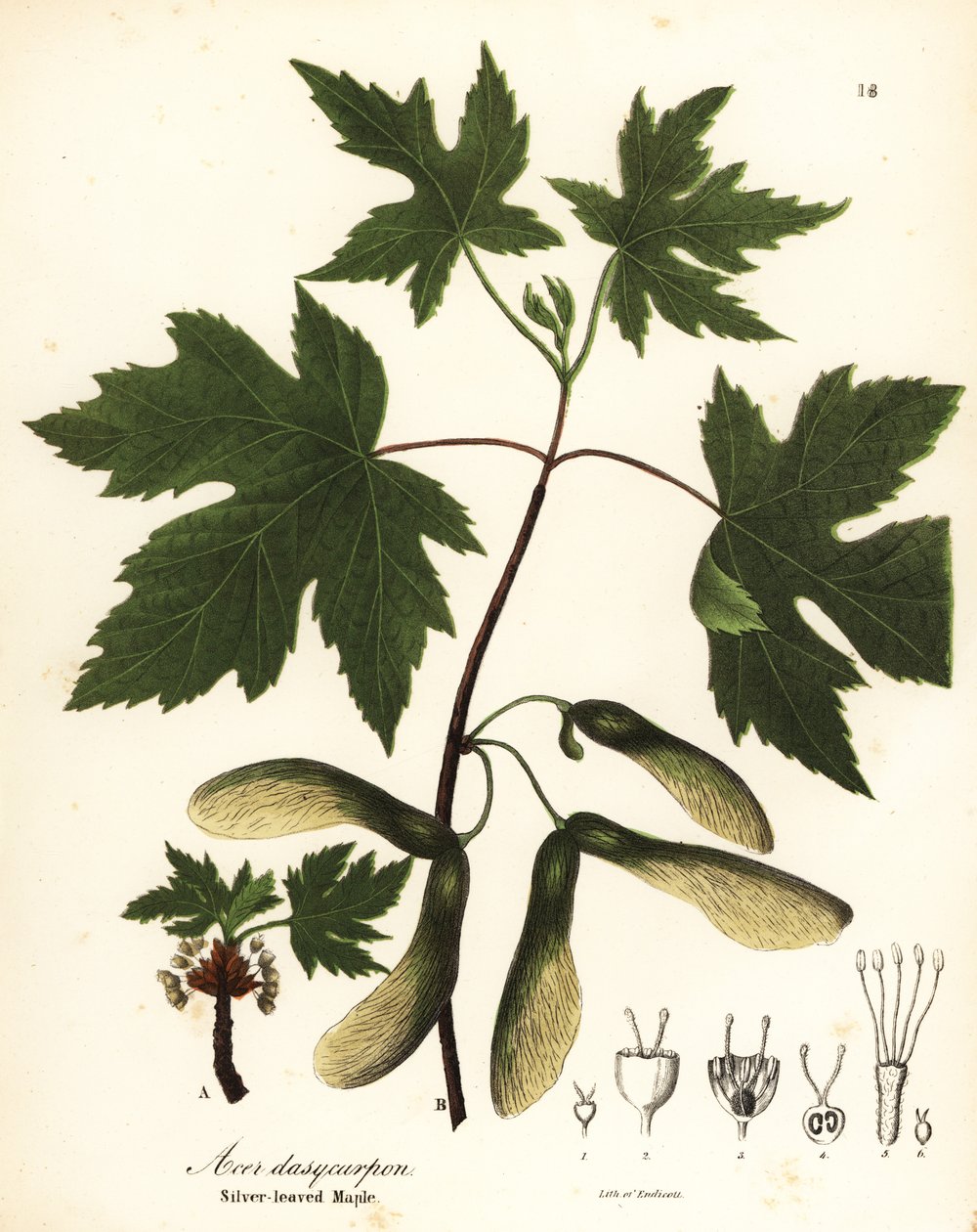 Acero argentato, Acer saccharinum da Endicott Endicott