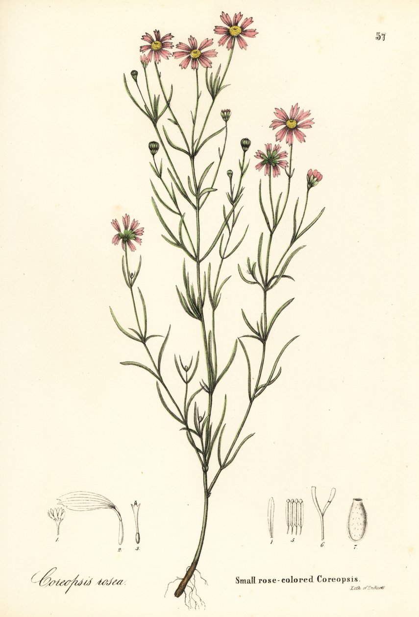 Coreopsis rosa piccolo da Endicott Endicott