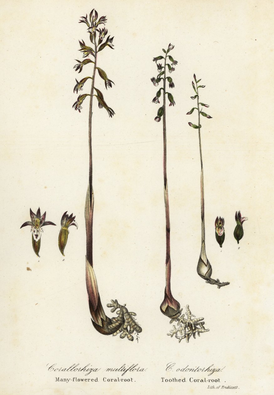 Coralloriza maculata e coralloriza autunnale da Endicott Endicott