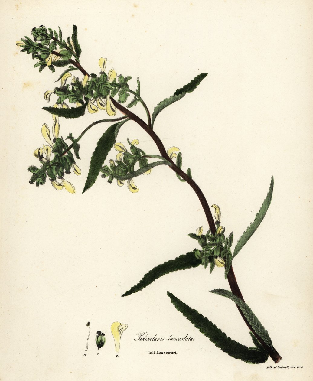 Pedicularis lanceolata da Endicott Endicott