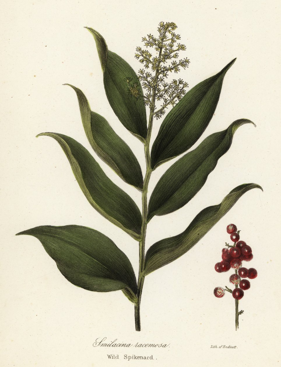 Treacleberry, Maianthemum racemosum da Endicott Endicott