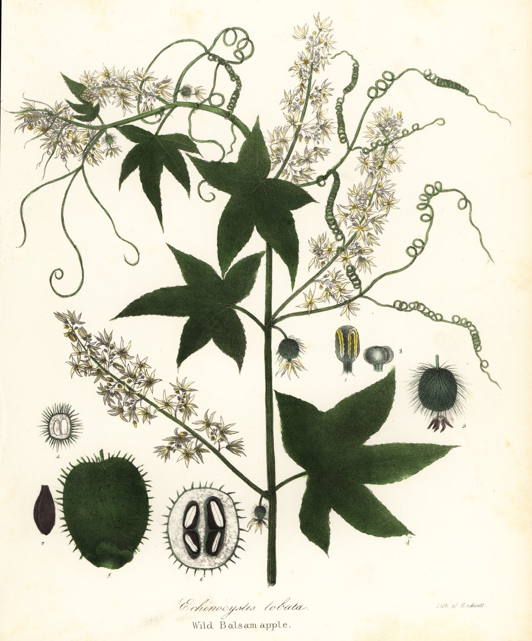 Cetriolo selvatico, cetriolo spinoso, cetriolo rampicante o mela balsamica selvatica, Echinocystis lobata da Endicott Endicott