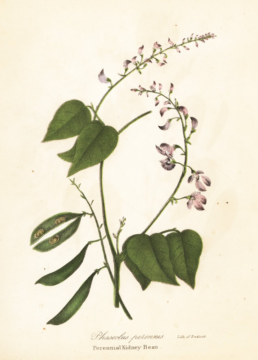 Fagiolo selvatico, Phaseolus polystachios da Endicott Endicott