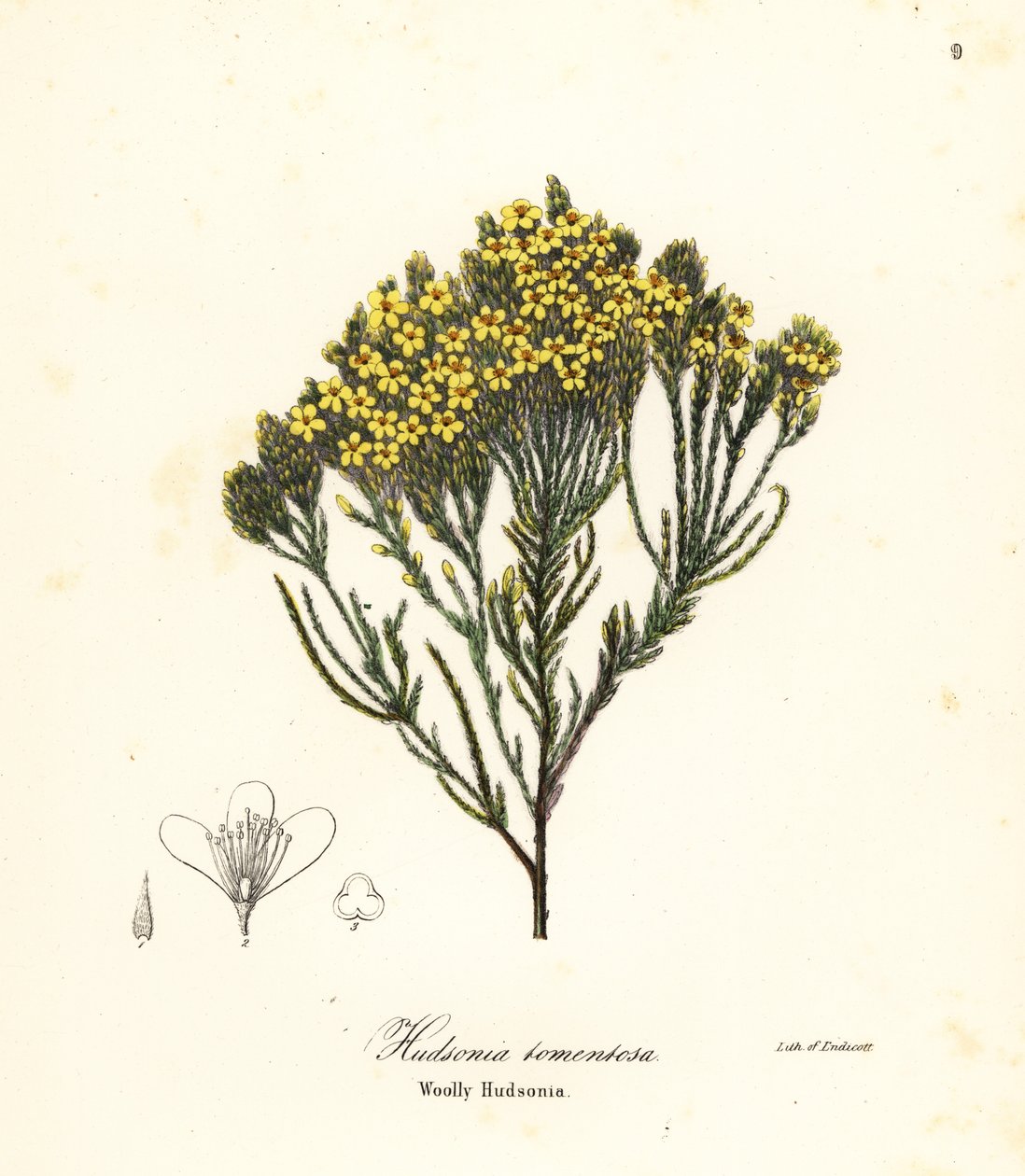 Erica lanosa, erica di spiaggia, erica di sabbia o Hudsonia lanosa, Hudsonia tomentosa da Endicott Endicott