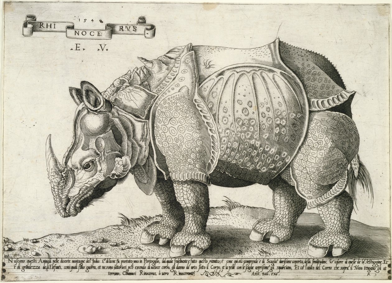 Rinoceronte, 1548 da Enea Vico