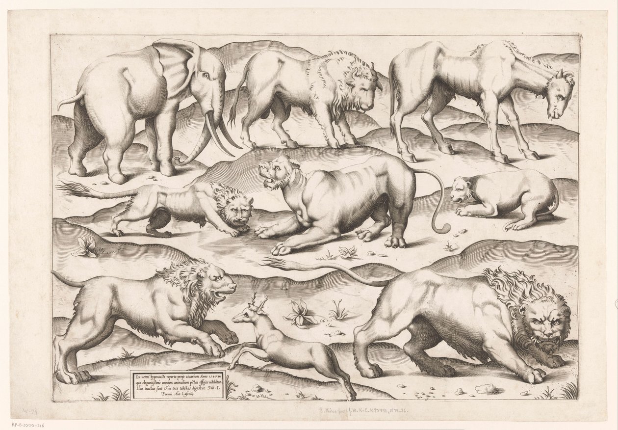 Nove animali selvatici da Enea Vico (attributed to)