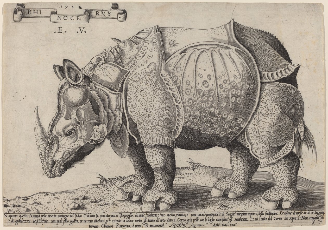 Rinoceronte da Enea Vico after Albrecht Dürer