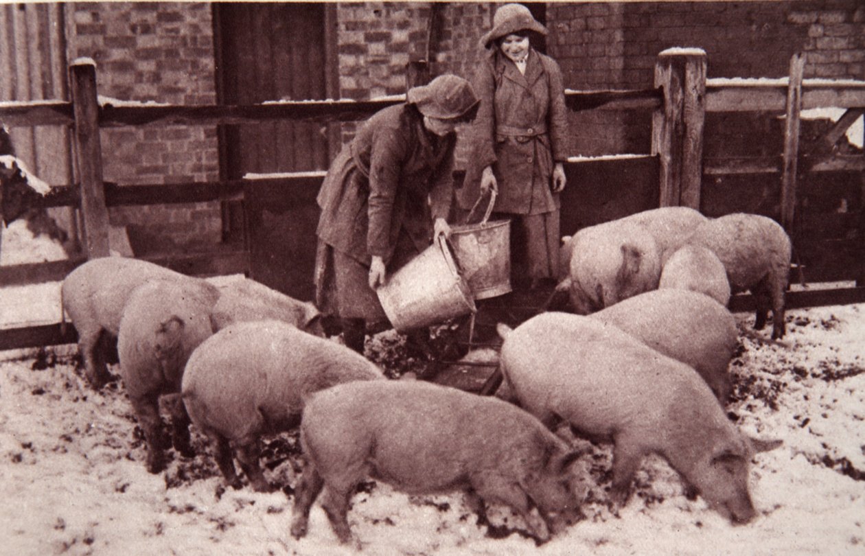 Nutrire i maiali, illustrazione da The Illustrated War News, gennaio 1917 da English Photographer