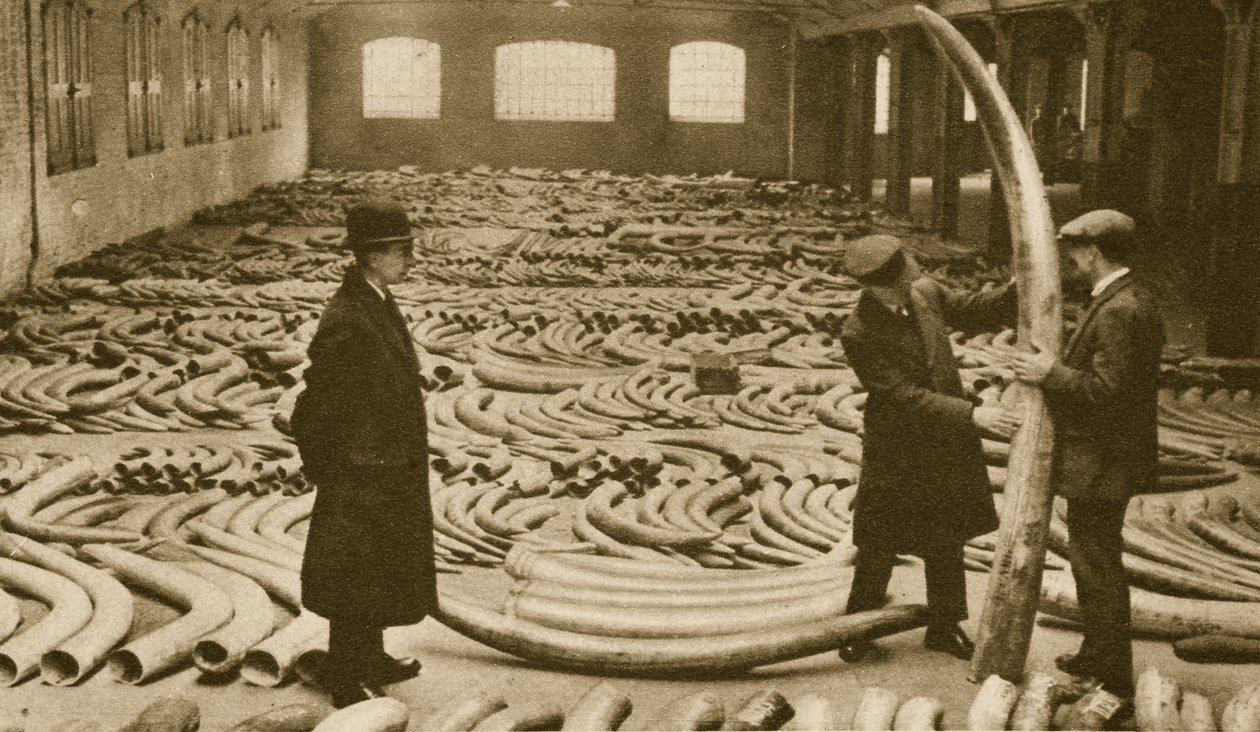 Avorio in un magazzino ai London Docks da English Photographer