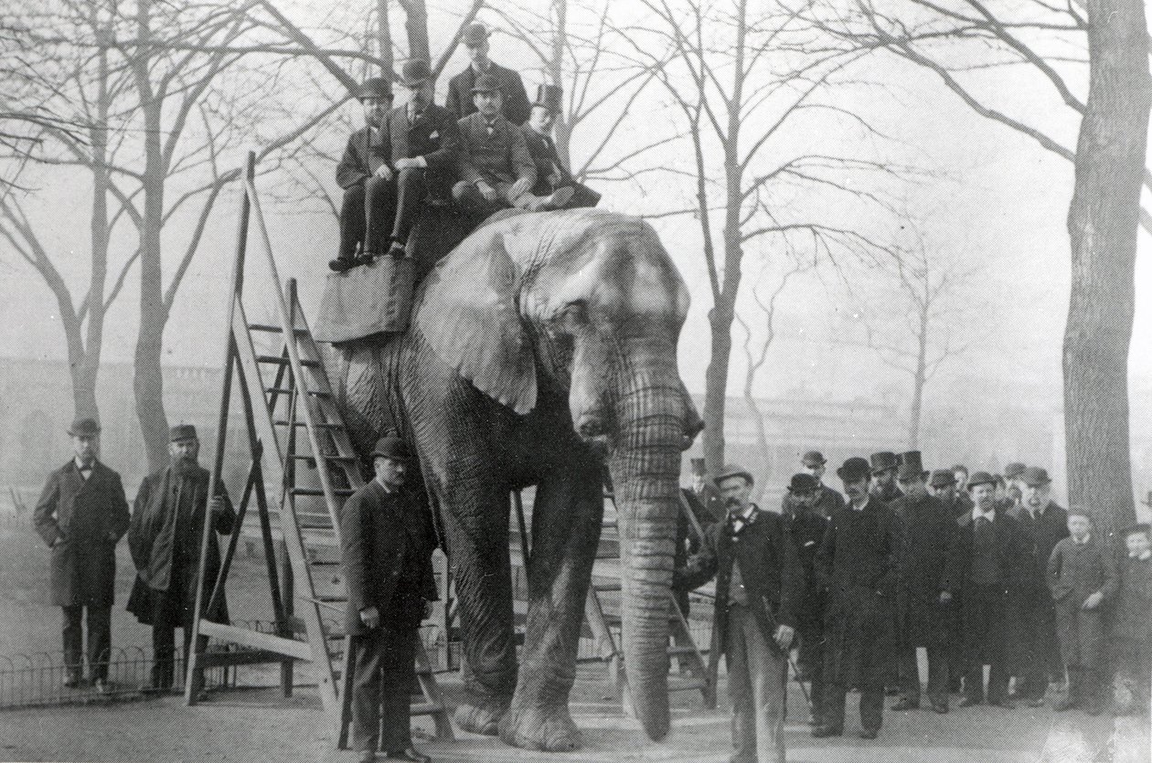 Jumbo ai gradini di cavalcata dello ZSL London Zoo, probabilmente marzo 1882 da English Photographer