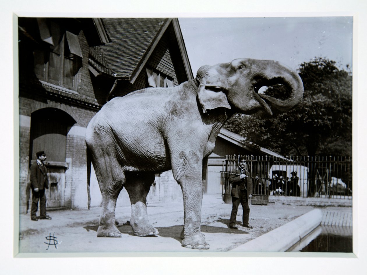 Jumbo l